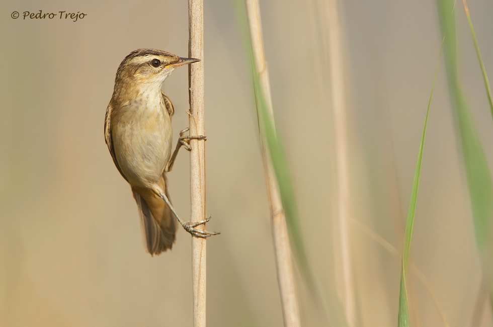 Carricerin comun (Acrocephalus schoenobaenus)